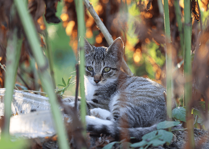 Benevole chats libres desktop